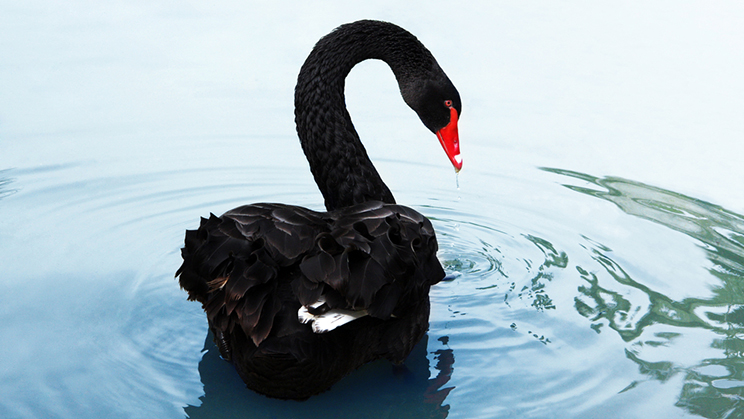 ¿Qué dice la teoría del Cisne Negro?